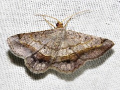 Chiasmia streniata streniata