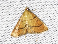 Stemmatophora depressalis