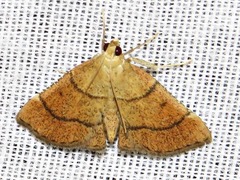 Stemmatophora depressalis
