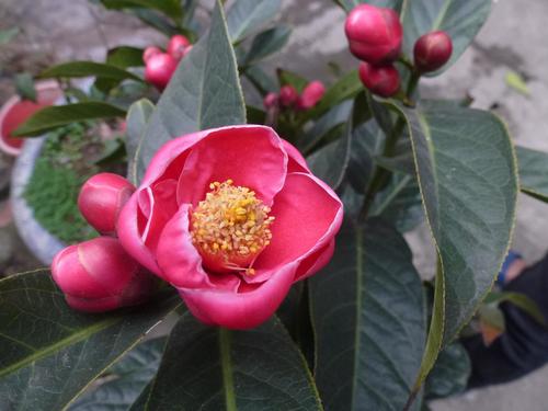 Camellia amplexicaulis