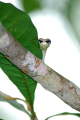 Dendrelaphis formosus