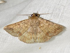 Ericeia sobria