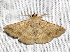 Ericeia sobria
