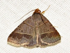 Plecoptera melalepis