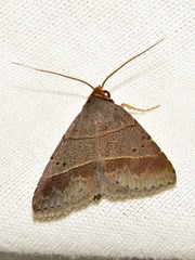 Plecoptera melalepis