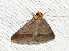 Plecoptera melalepis