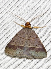 Plecoptera melalepis