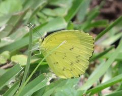 Eurema hecabe solifera