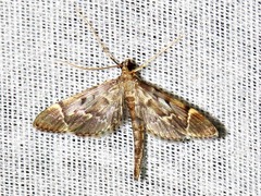 Duponchelia lanceolalis