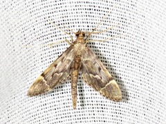 Duponchelia lanceolalis