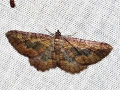 Horisme obscurata obscurata