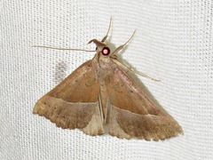 Hypena laetalis