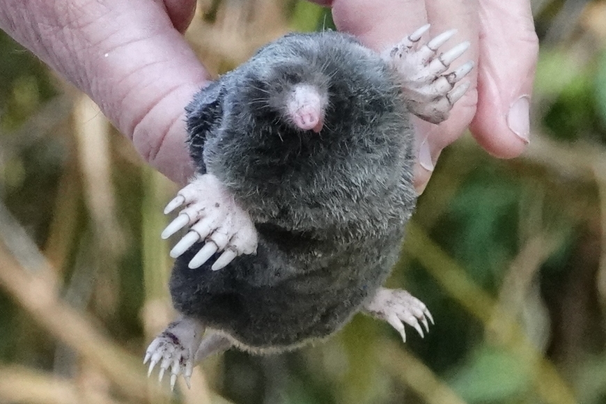 Coast Mole (Washington Olympic Peninsula) · iNaturalist