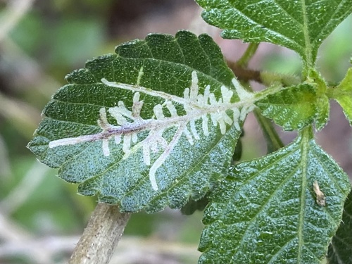 Ophiomyia camarae Spencer, 1963