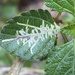 Ophiomyia camarae - Photo 由 David Jeffrey Ringer 所上傳的 (c) David Jeffrey Ringer，保留部份權利CC BY-NC