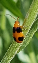 Aulacophora hilaris