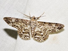 Cleora flavivenata