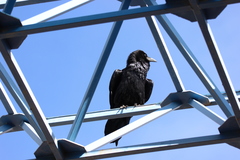 Corvus corax