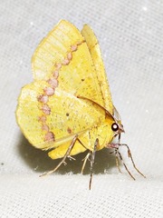 Petrodava leucicolor