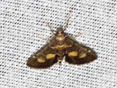 Syngamia