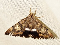 Achaea catella