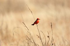 Pyrocephalus rubinus