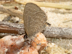 Pseudonacaduba sichela