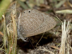 Pseudonacaduba sichela