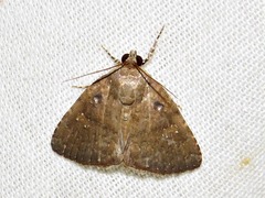 Amyna axis