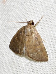 Amyna axis