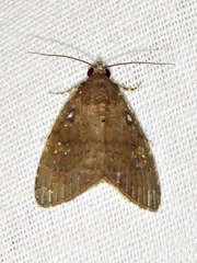 Amyna axis