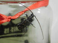 Achryson undulatum