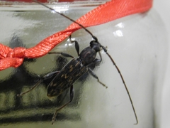 Achryson undulatum