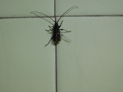 Achryson undulatum