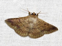 Ericeia inangulata