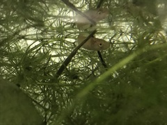 Channa striata
