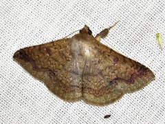 Ericeia inangulata