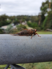 Popplepsalta aeroides