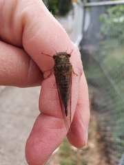 Popplepsalta aeroides