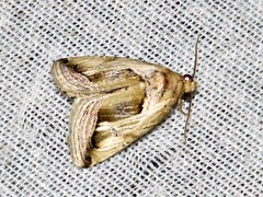 Deltote cumalinea