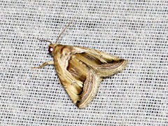 Deltote cumalinea