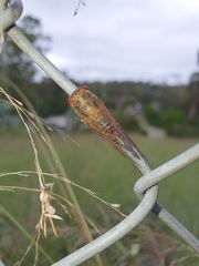 Popplepsalta aeroides