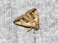 Deltote cumalinea
