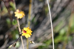 Goodenia trinervis