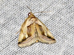 Deltote cumalinea