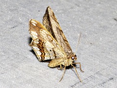 Chiasmia rectistriaria