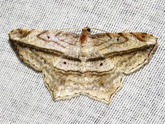 Chiasmia rectistriaria