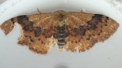 Leptostales ferruminaria