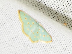 Comostolopsis stillata stillata