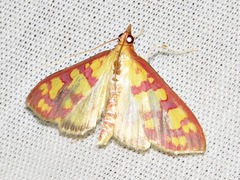 Stenochora lancinalis